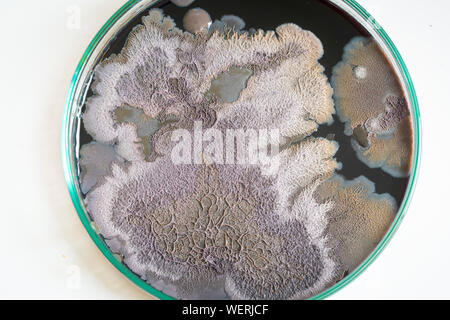 Colonie microbiche su piastra di petri Foto Stock