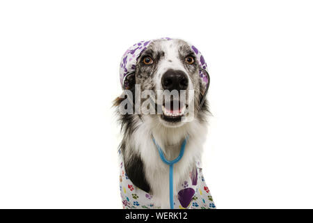 Border Collie cane vestito come veterinario stetoscopio da indossare e cappuccio, abito ospedale. Isolato su sfondo bianco. Foto Stock