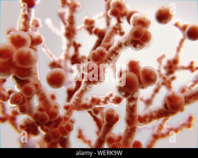 Candida albicans fungo, illustrazione Foto Stock