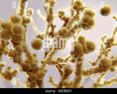 Candida auris fungo, illustrazione Foto Stock