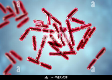 I batteri probiotici Bacillus clausii, illustrazione Foto Stock