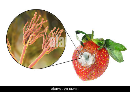 Fragole ricoperte con stampo, immagine composita Foto Stock