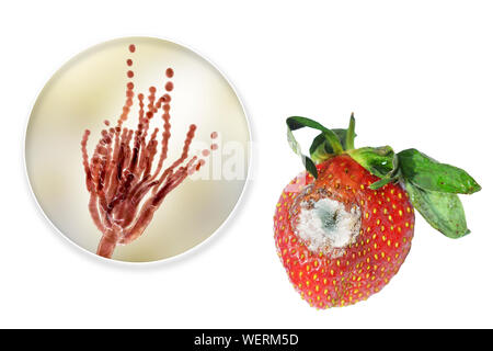 Fragole ricoperte con stampo, immagine composita Foto Stock