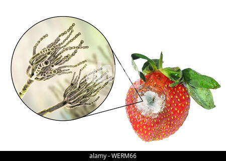 Fragole ricoperte con stampo, immagine composita Foto Stock