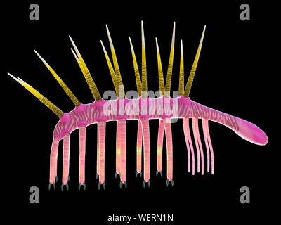 Hallucigenia invertebrati marini, illustrazione Foto Stock