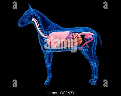 Anatomia del cavallo, illustrazione Foto Stock