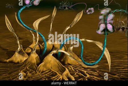 Esportazione di microRNAs dal nucleo, illustrazione Foto Stock