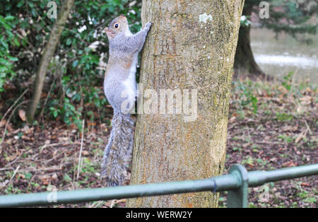 Big Fat scoiattolo grigio sulla struttura ad albero Foto Stock