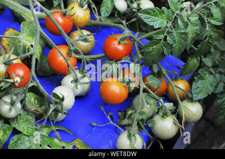 La maturazione ciliegia Pianta di pomodoro Foto Stock