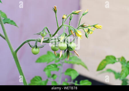 Piccoli pomodori ciliegia e fiori Foto Stock