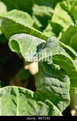 Gocce di rugiada scintillanti e il cordone al sole su foglie di vibranti di cavolo verde vegetali ad alba sul piccolo agriturismo a San Diego, California, Stati Uniti d'America Foto Stock