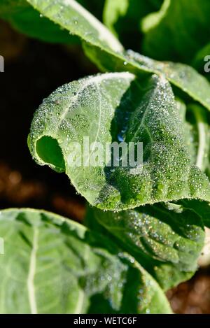 Gocce di rugiada scintillanti e il cordone al sole su foglie di vibranti di cavolo verde vegetali ad alba sul piccolo agriturismo a San Diego, California, Stati Uniti d'America Foto Stock