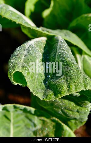 Gocce di rugiada scintillanti e il cordone al sole su foglie di vibranti di cavolo verde vegetali ad alba sul piccolo agriturismo a San Diego, California, Stati Uniti d'America Foto Stock