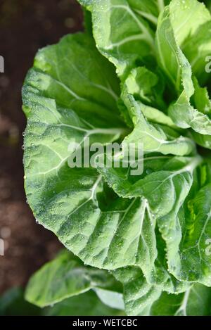 Gocce di rugiada scintillanti e il cordone al sole su foglie di vibranti di cavolo verde vegetali ad alba sul piccolo agriturismo a San Diego, California, Stati Uniti d'America Foto Stock
