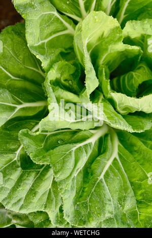 Gocce di rugiada scintillanti e il cordone al sole su foglie di vibranti di cavolo verde vegetali ad alba sul piccolo agriturismo a San Diego, California, Stati Uniti d'America Foto Stock