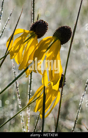 Coneflower Grayhead, a testa grigia (Coneflower Ratibida pinnata), praterie midwestern Stati Uniti, da Bruce Montage/Dembinsky Foto Assoc Foto Stock