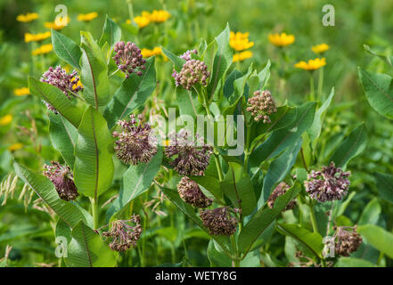 Milkweed comune in bloom (Asclepias syriaca), Nord America orientale, Stati Uniti, da Bruce Montagne/Dembinsky Foto Assoc Foto Stock