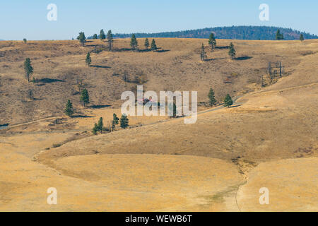 Il giallo di collina e di alcuni alberi della valle nascosta in Cle Elum Foto Stock