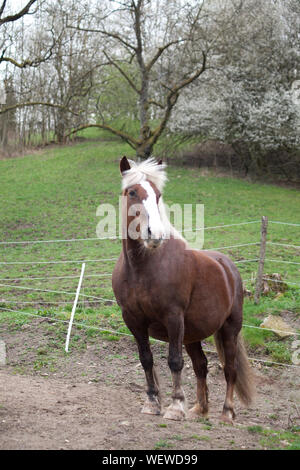 Nero-Foresta Progetto coldblood cavallo ritratto Foto Stock