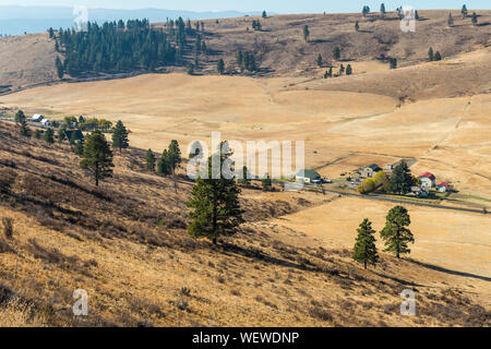 Paesaggio della pianura nella valle nascosta con terreno giallastro e alcuni alberi e i ranch in Cle Elum Foto Stock