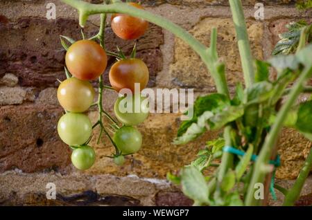 Pomodori rossi sulla coltivazione della vite in un giardino di Londra Regno Unito Foto Stock