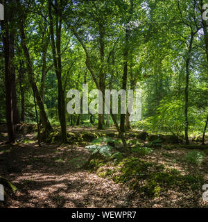 Bosco e heath nel New Forest Hampshire England Regno Unito Foto Stock