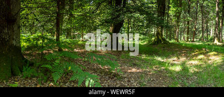 Bosco e heath nel New Forest Hampshire England Regno Unito Foto Stock