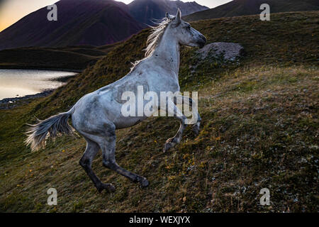 Cavallo nomade in Kirghizistan. Aspetto Daybreak. Il cavallo grigio è appena sulla corsa dal suo proprietario fastidioso. Come è apparsa la postumi, non si può che indovinare. Cavalli nel lago-paesaggio vicino a Pik Lenin, Kirghizistan Foto Stock