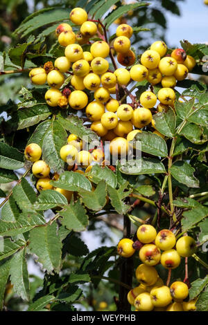 Sorbus Sunshine, Rowan bacche su albero in agosto Foto Stock