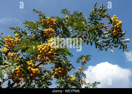 Sorbus Sunshine, Rowan bacche su albero in agosto Foto Stock