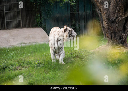 La maestosa Tigre Bianca a piedi attorno a un verde prato dove è conservato in zoo di Delhi Foto Stock
