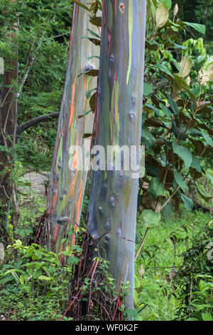 Rainbow eucalipto, Eucalyptus deglupta, Quepos,Costa Rica Foto Stock