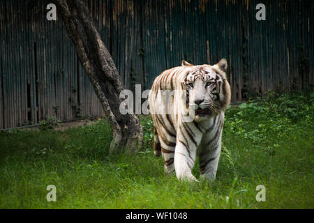 La maestosa Tigre Bianca a piedi attorno a un verde prato dove è conservato in zoo di Delhi Foto Stock