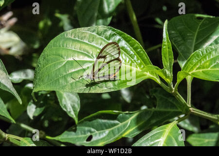 Glasswing farfalla posata sulla lamina Foto Stock