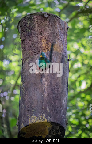 Risplendente Quetzal in birdhouse, Monteverde Cloud Forest, Costa Rica Foto Stock