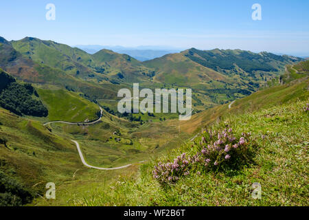 Bellissimi fiori selvatici in primo piano di un magnifico paesaggio di montagna in alto la valle del Miera, Cantabria, SPAGNA Foto Stock