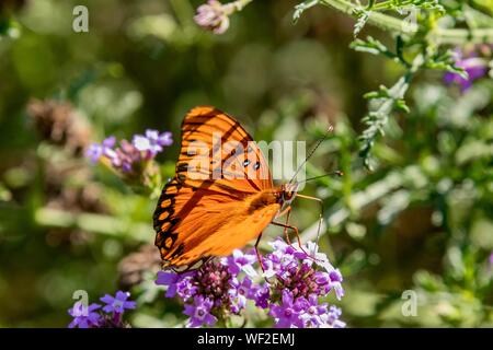 Gulf Fritillary Butterfly Close up in natura Foto Stock