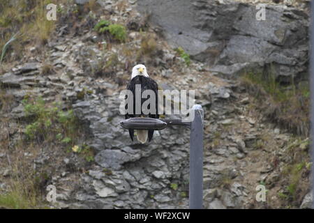 Aquila calva, Harbor olandese, AK Foto Stock