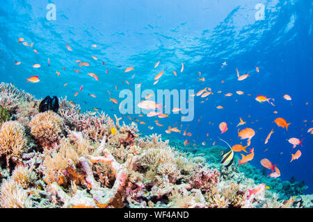 Coral Reef e colorati pesci a Miyako Island, Okinawa, Giappone Foto Stock