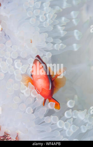 Anemonefish e anemone sbiancato Foto Stock