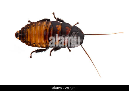 Scarafaggio isolati su sfondo bianco Foto Stock