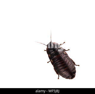 Scarafaggio isolati su sfondo bianco Foto Stock