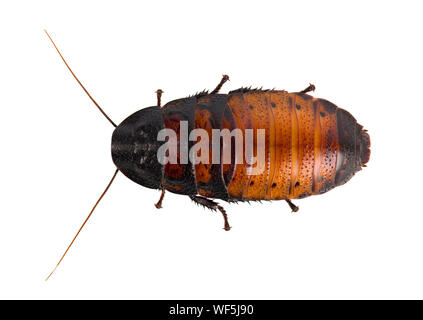 Scarafaggio isolati su sfondo bianco Foto Stock