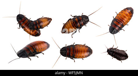 Scarafaggio isolati su sfondo bianco Foto Stock