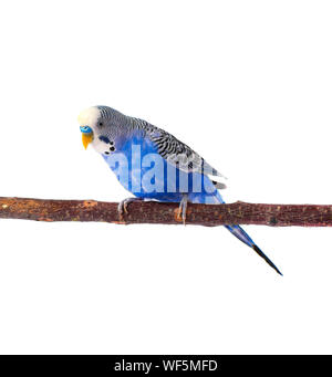 Giovani budgerigar blu sul posatoio, isolati su sfondo bianco Foto Stock