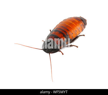 Scarafaggio Madagascar sibili isolati su sfondo bianco Foto Stock