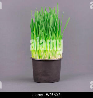 Fresco verde wheatgrass crescendo in pot nero su sfondo grigio. Foto Stock