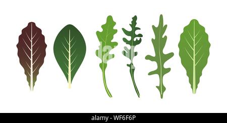 Mix di foglie di insalata. La rucola e spinaci foglia di lattuga. Illustrazione Vettoriale impostato in uno stile piatto. Illustrazione Vettoriale