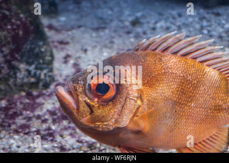 Popeye catalufa (Pristigenys serrula) è un pesce dal Pacifico orientale. Foto Stock