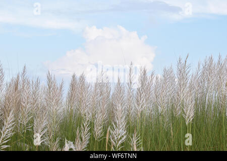 Fiore naturale al tempo di autunno Foto Stock